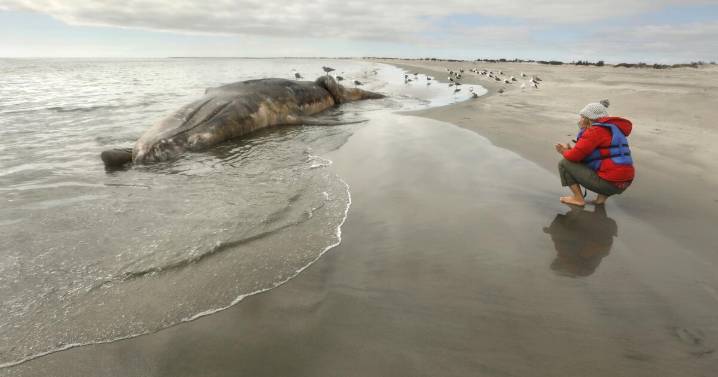 Contributor: It's time to save the whales again
