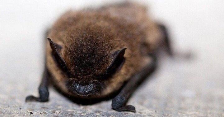 Residents warned to avoid contact with bats