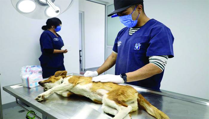 Huixquican brinda más de 600 consultas médicas y esterilizaciones gratuitas para mascotas