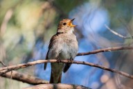 Senior Moments: When the song of the nightingale hits a sour note
