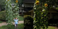 5-year-old grows towering sunflowers in Plaza Midwood: See photos here
