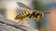 Ni se te ocurra tener esta planta en casa: se te va a llenar de avispas, y no te dejarán comer tranquilo