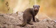 Mongooses munch on snacks inside cardboard box play area at Saint Louis Zoo
