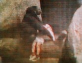 Today in Chicago History: Brookfield Zoo gorilla cradles small child who fell into her Tropic World habitat
