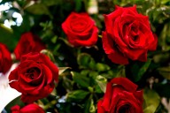 Obituaries from the Perry County Times (8/16/25)