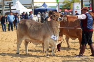 CORRIENTES! Genética bovina se destaca en el inicio de la Expo Rural