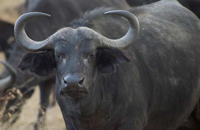 Texas real estate tycoon killed by buffalo while trophy hunting in South Africa