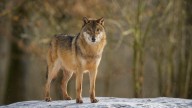Does hunting wolves help ranchers? New study shows not much : NPR