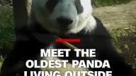 Meet the oldest panda living outside of China