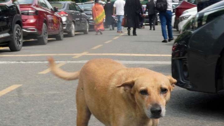 Court orders stray dogs in New Delhi released, easing its order to move them all to shelters