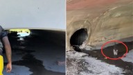 Nevada Couple Hears Tiny Cries Under A Bridge And Discovers A Life