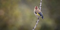 12 Plants That Attract Birds to Your Landscape