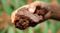 The Underrated And Fast-Growing Tree That Grows Well In Clay Soil