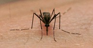 Maryland resident tests positive for West Nile virus
