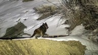 Did wolves maul a Fort Collins furry? How viral rumor spread