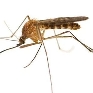 First case of West Nile Virus confirmed in Kentucky, residents urged to take precautions