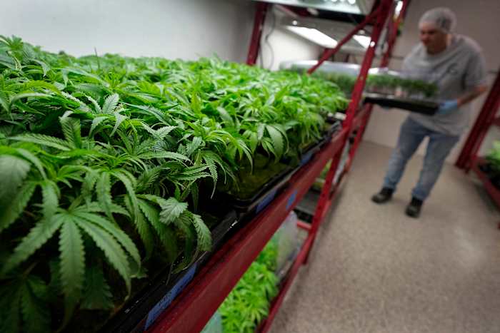 What to know about Trump’s potential change in federal marijuana policy
