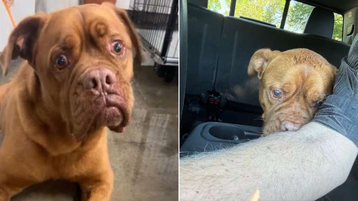 Dog Dumped After 7 Years In A Loving Home Leaves Texas Shelter Staff Heartbroken