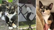 Police arrest man for suspected cat poisoning in Biscayne Park