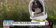 Michigan State University uses man’s best friend to aid in bee research