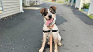 7 Mass. shelters waive adoption fees to rehome dogs amid surge