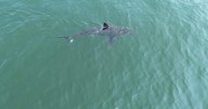 Great white shark is seen near popular beaches in Maine, sparking a warning from police