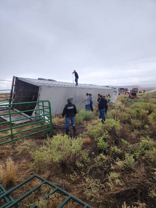 Locals rescue 31 horses trapped after semi rollover in San Juan County