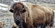 The U.S. National Parks Service turns 109