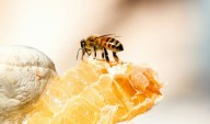 Revelan por qué las abejas mueren tras picar, pero las avispas siguen vivas