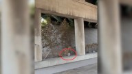 Drivers Shocked To See An Abandoned Fluffy Face Staring At Them By The Busy Missouri Road
