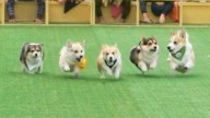 Más de cien de corgis corren y deslumbran con sus disfraces en un desfile en Lituania