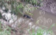 Hallan cadáver de hombre flotando en canal