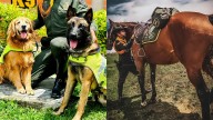 ¿Cómo adoptar un perro o un caballo de la Policía Nacional? Guía completa