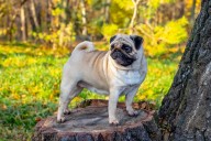 13 Dog Breeds That Struggle in Hot Weather