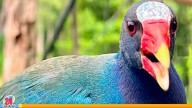 El Gallito Azul te espera en el Zooaquarium de Valencia