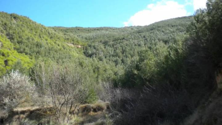 Ontiñena y Estopiñán recibirán dinero para reforzar la salud de sus bosques
