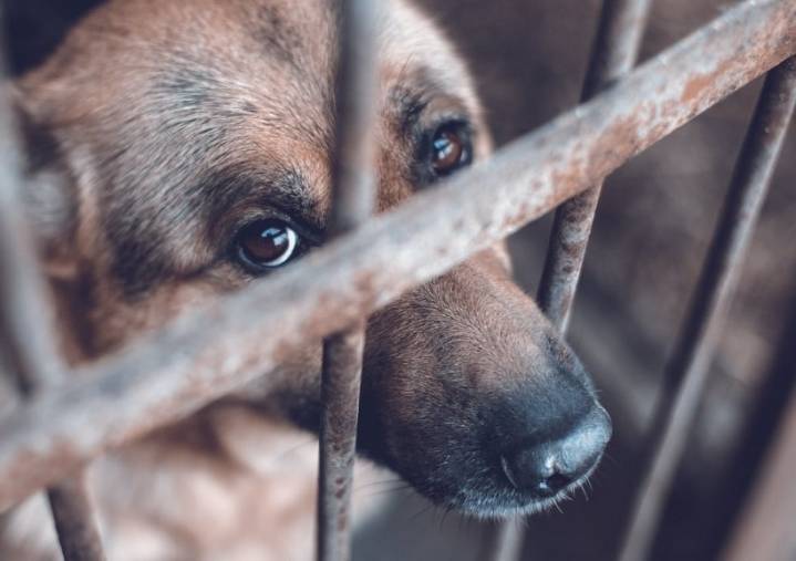 Impondrán penas de hasta  6 años de cárcel por maltrato animal