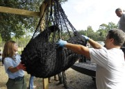 Aprueban la primera caza de osos negros en Florida en una década, pese a fuerte oposición