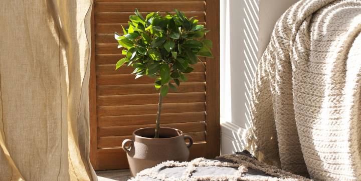 Ficus Tree Care Guide