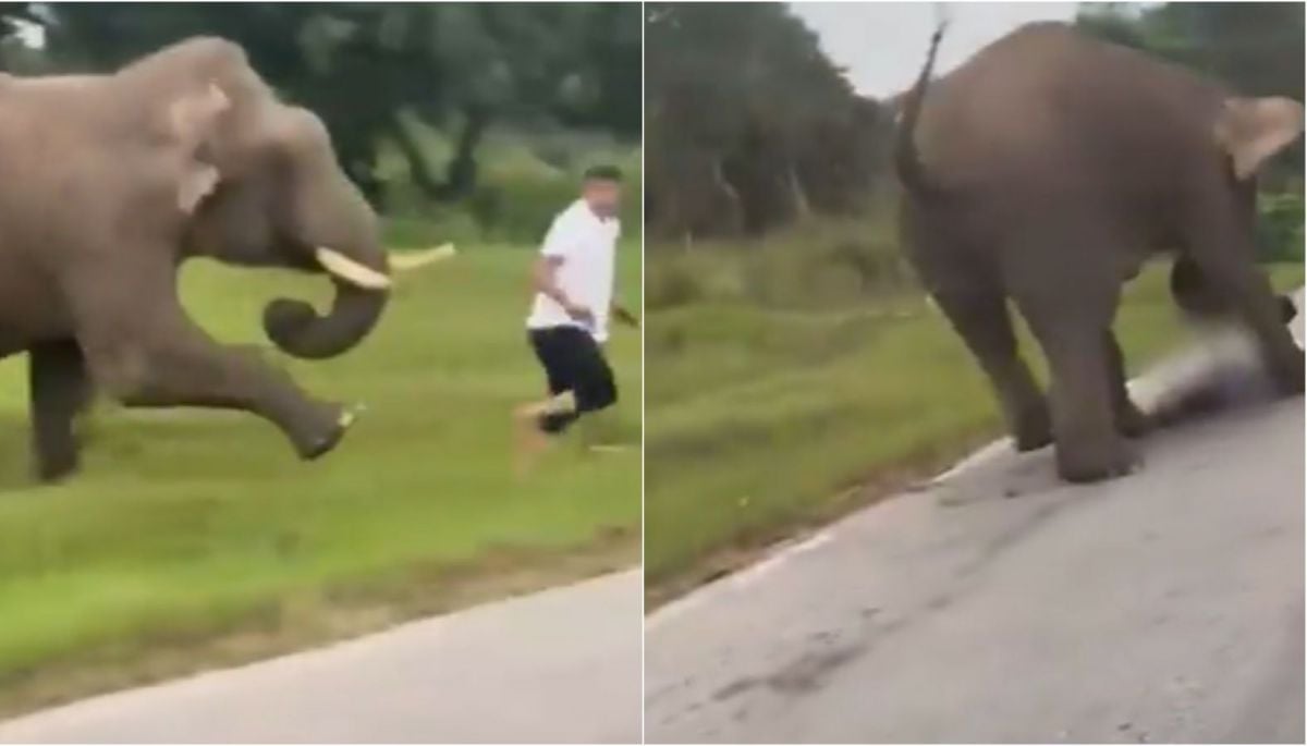 VIDEO: turista es embestido por elefante tras intentar tomarse selfie en India