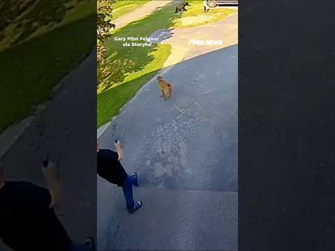 Brave dog chases bear out of garage #shorts #dog #bear #viral #foxnews #news #us #fox #animals