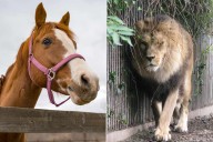 Woman Says She Doesn't Regret Donating Her Daughter's Pony to Zoo to Be Eaten by Animals