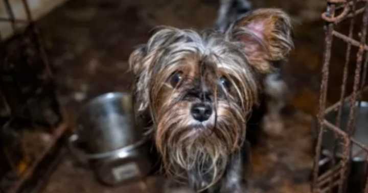 More than 100 dogs in "filthy" condition rescued from Harford County puppy mill