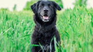 La razón por la que tu perro te olfatea la entrepierna: no es porque te huela mal y tiene sentido
