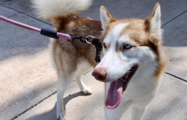 Invitan a ciudadanía a esterilizar a sus mascotas en el 'Esterimóvil'
