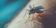 Día Internacional contra el Dengue: cómo identificar al mosquito transmisor y reducir el riesgo