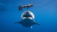 Los tiburones irán perdiendo sus dientes debido a la acidez marina