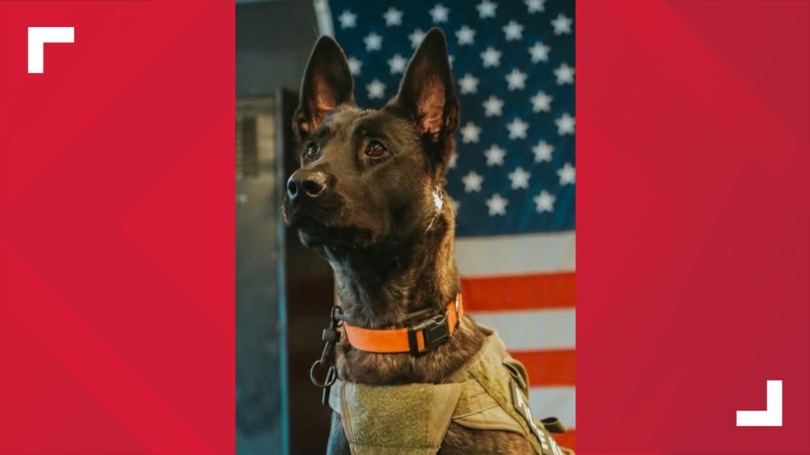 K-9 Oya, praised as 'good girl' by North County Police Cooperative, dies in line of duty