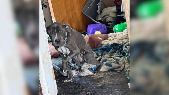 Ohio Shelter Dog Waits 2 Years For A Family—Then Gets A Limo Ride To His New Life