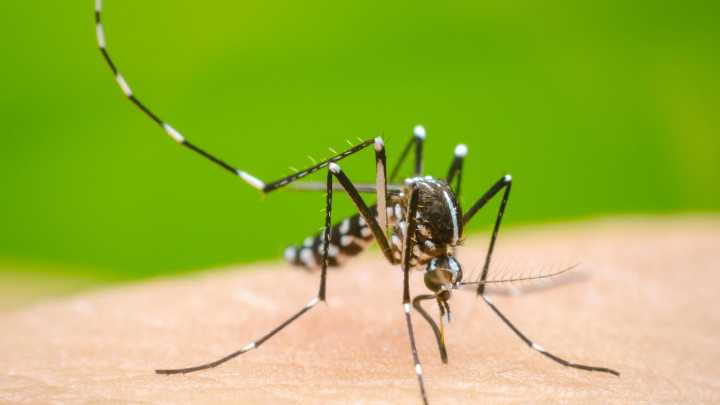 Dengue en la Argentina: aparecen casos a pesar del invierno